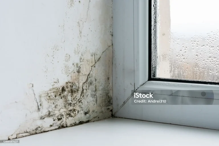 Black mold growing in the corner of a window sill and also making cracks in the wall